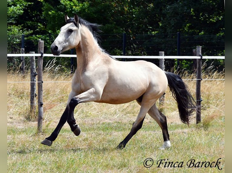 Andalusier Wallach 3 Jahre 152 cm Buckskin in Wiebelsheim
