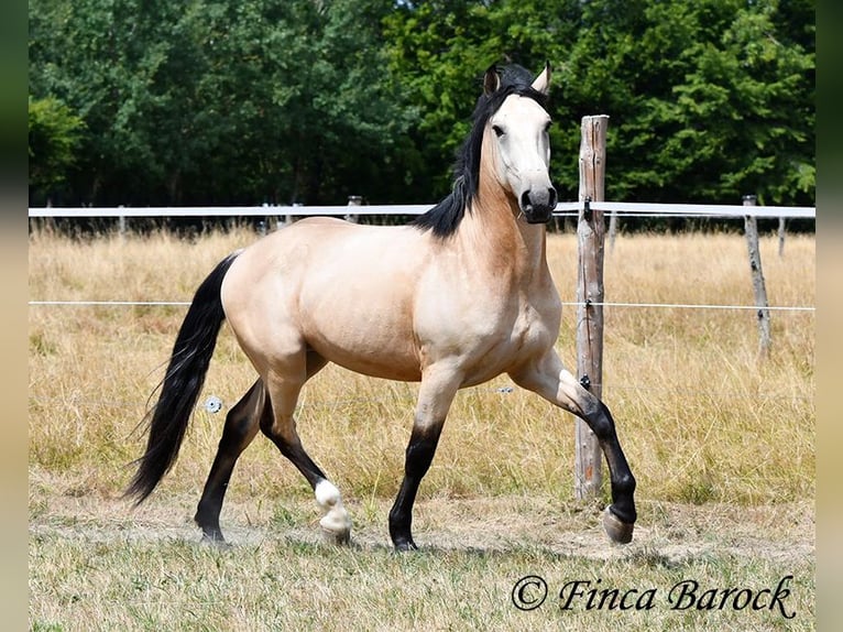 Andalusier Wallach 3 Jahre 152 cm Buckskin in Wiebelsheim