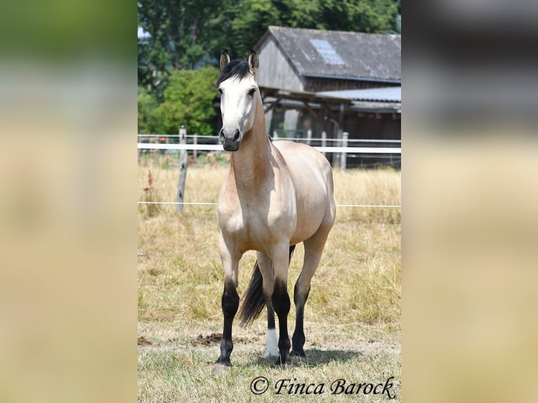 Andalusier Wallach 3 Jahre 152 cm Buckskin in Wiebelsheim