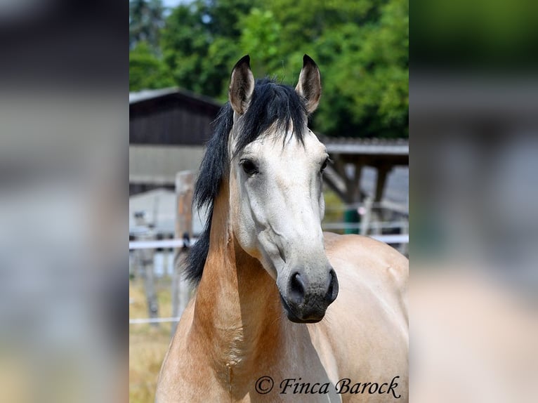 Andalusier Wallach 3 Jahre 152 cm Buckskin in Wiebelsheim