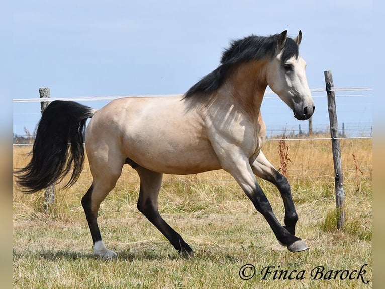 Andalusier Wallach 3 Jahre 152 cm Buckskin in Wiebelsheim