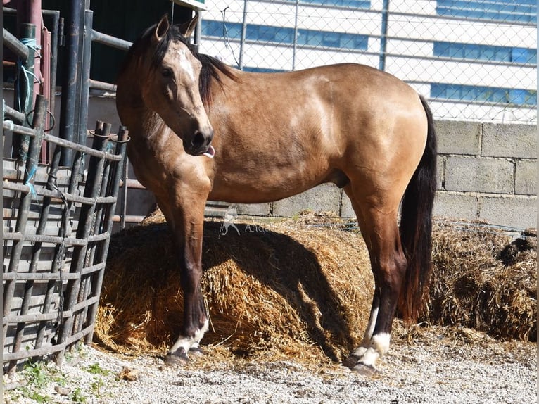 Andalusier Wallach 3 Jahre 152 cm Falbe in Provinz Granada
