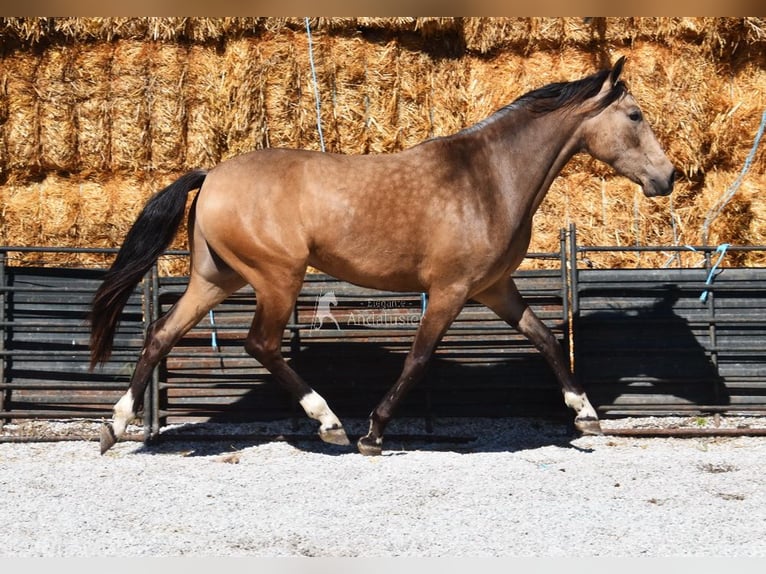 Andalusier Wallach 3 Jahre 152 cm Falbe in Provinz Granada