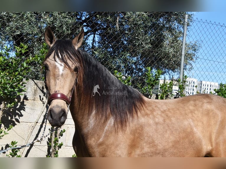 Andalusier Wallach 3 Jahre 152 cm Falbe in Provinz Granada