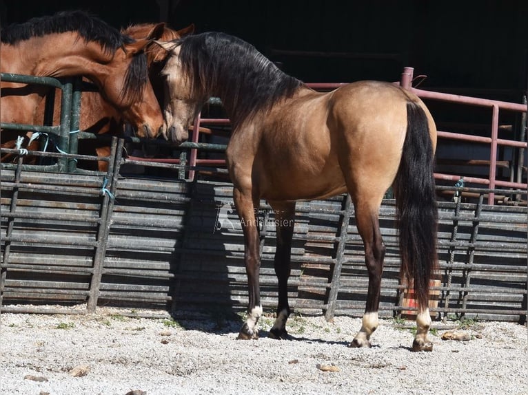 Andalusier Wallach 3 Jahre 152 cm Falbe in Provinz Granada
