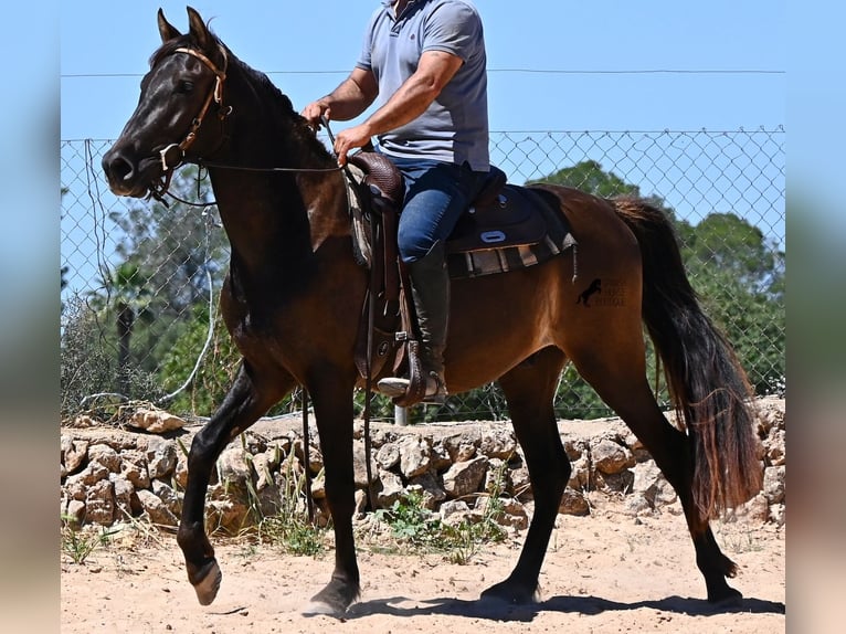 Andalusier Wallach 3 Jahre 152 cm Rappe in Mallorca
