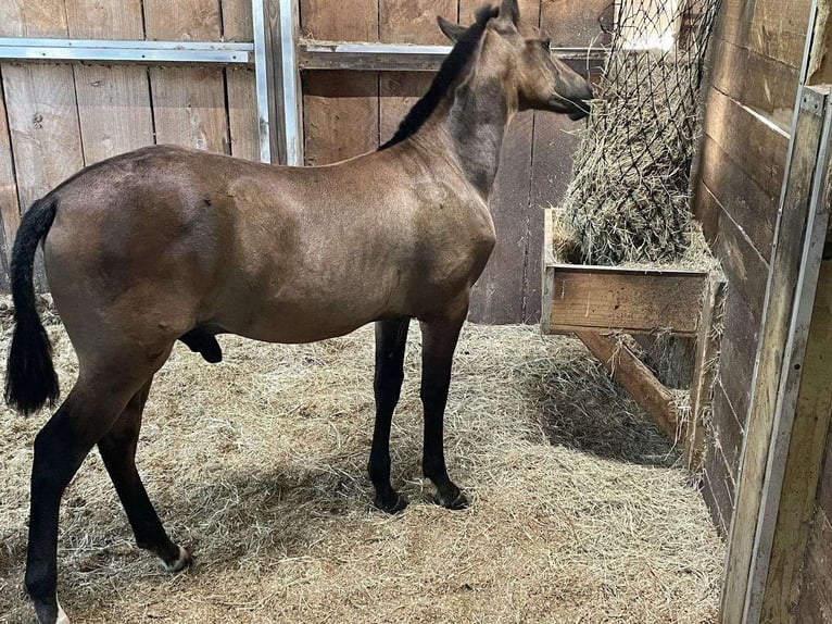 Andalusier Wallach 3 Jahre 152 cm Rotbrauner in Wellington