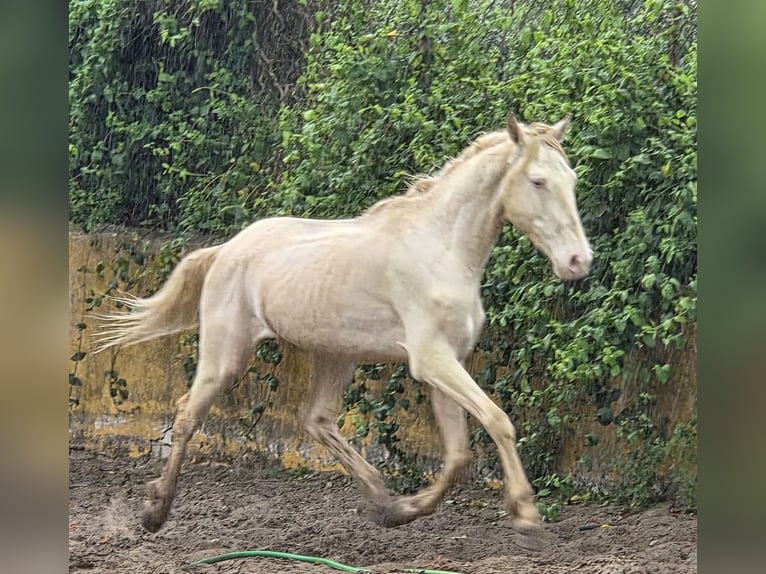 Andalusier Wallach 3 Jahre 153 cm Cremello in Vejer de la Frontera