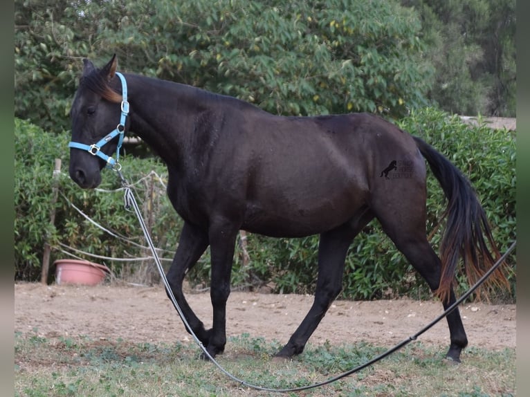 Andalusier Wallach 3 Jahre 153 cm Rappe in Mallorca