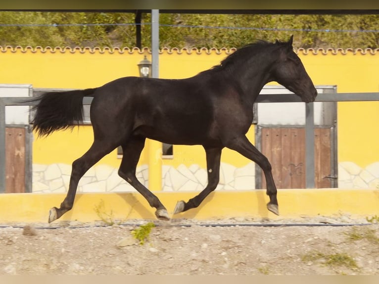 Andalusier Wallach 3 Jahre 155 cm Rappe in Provinz Malaga