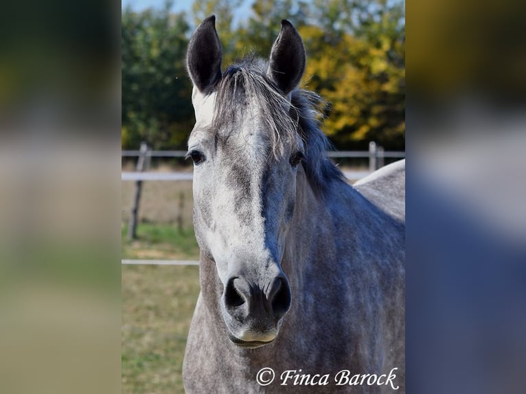 Andalusier Wallach 3 Jahre 155 cm Schimmel in Wiebelsheim