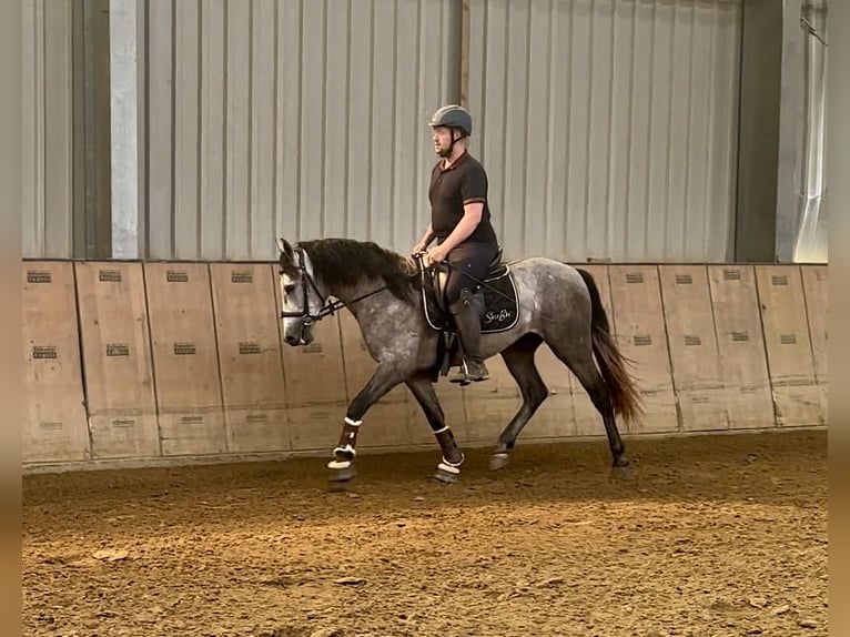 Andalusier Wallach 3 Jahre 155 cm Schimmel in Neustadt (Wied)