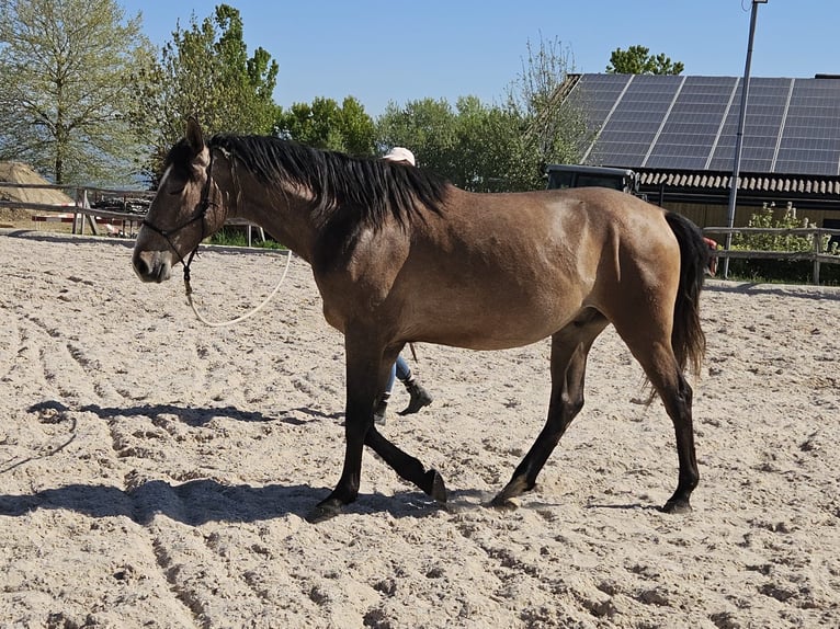 Andalusier Mix Wallach 3 Jahre 156 cm Braunfalbschimmel in Detligen