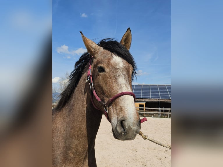 Andalusier Mix Wallach 3 Jahre 156 cm Braunfalbschimmel in Detligen