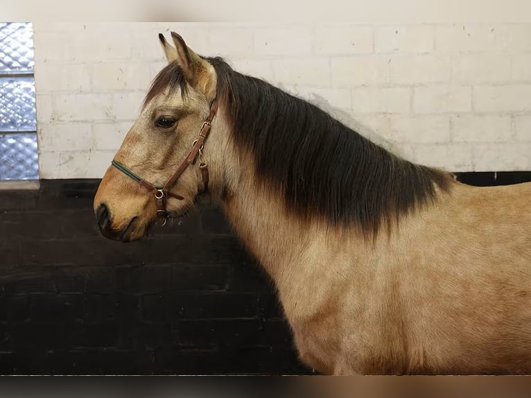 Andalusier Wallach 3 Jahre 156 cm Buckskin in Höhnstedt