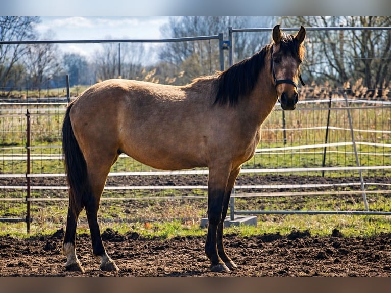 Andalusier Wallach 3 Jahre 156 cm Buckskin in Teldau