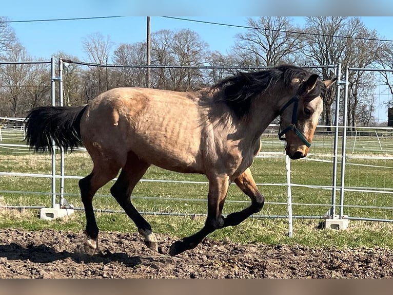 Andalusier Wallach 3 Jahre 156 cm Buckskin in Teldau