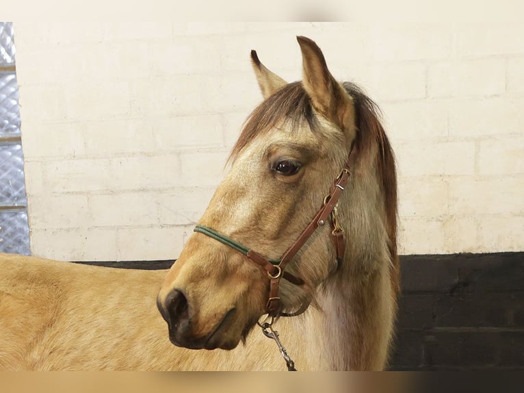 Andalusier Wallach 3 Jahre 156 cm Buckskin in Teldau