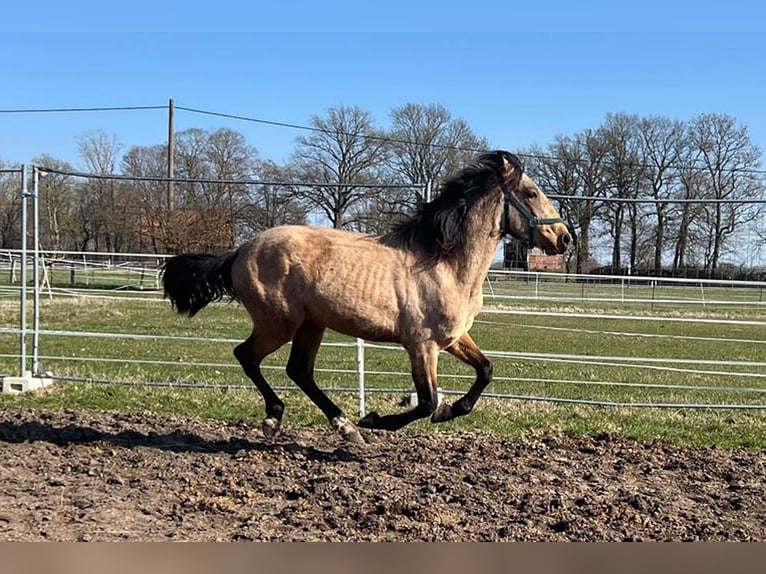 Andalusier Wallach 3 Jahre 156 cm Buckskin in Teldau