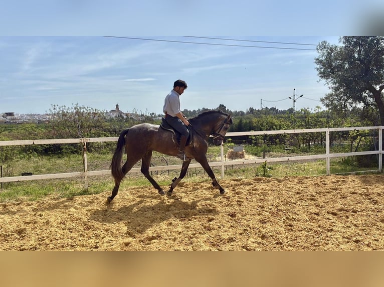 Andalusier Mix Wallach 3 Jahre 156 cm Schimmel in Galaroza (Huelva)