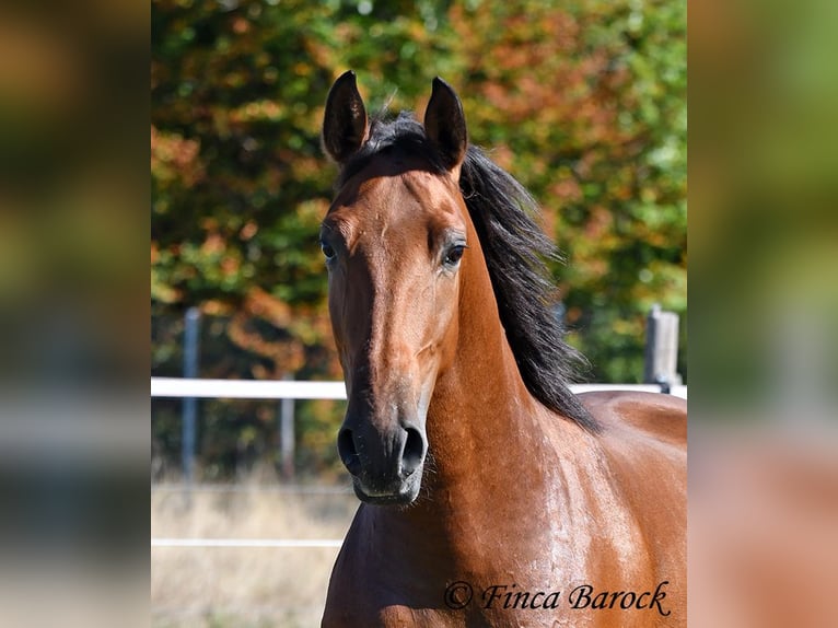 Andalusier Wallach 3 Jahre 157 cm Brauner in Wiebelseheim