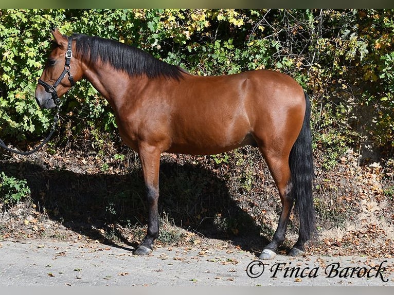 Andalusier Wallach 3 Jahre 157 cm Brauner in Wiebelseheim