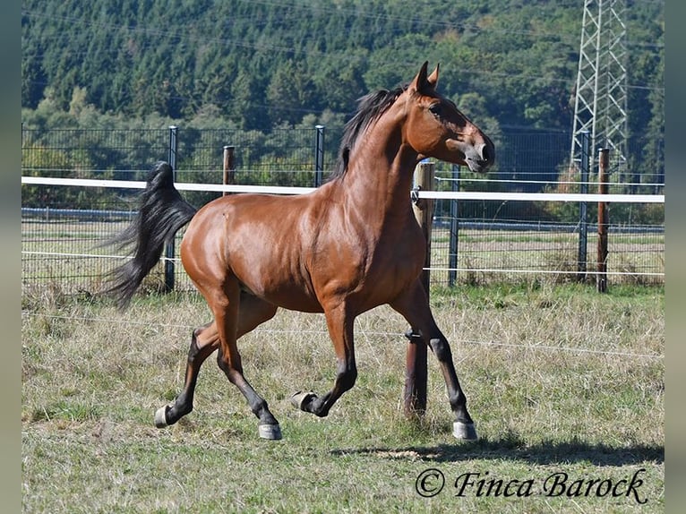 Andalusier Wallach 3 Jahre 157 cm Brauner in Wiebelseheim