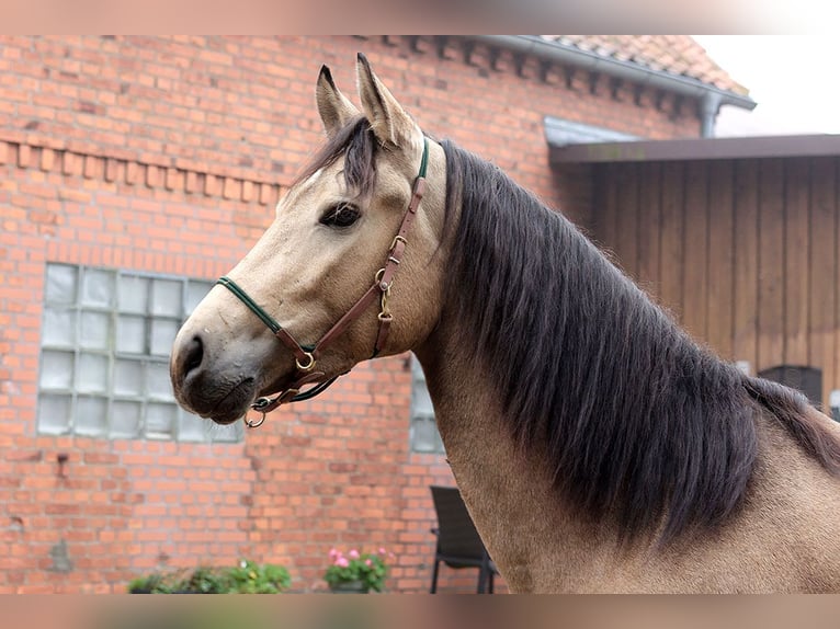 Andalusier Wallach 3 Jahre 157 cm Buckskin in B&#xF6;tersen