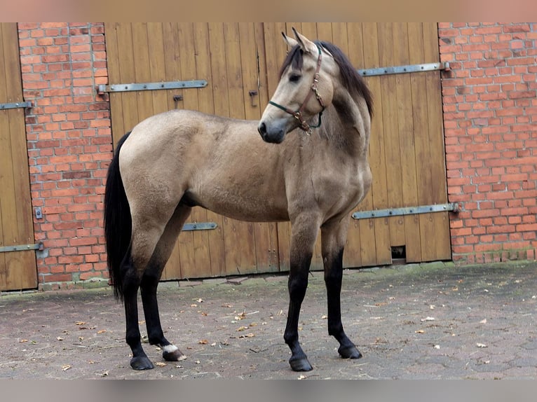 Andalusier Wallach 3 Jahre 157 cm Buckskin in Teldau
