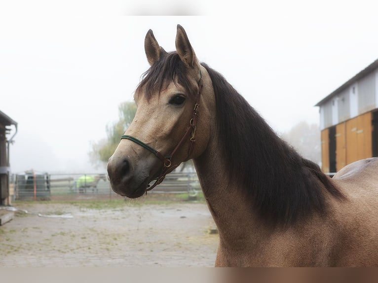 Andalusier Wallach 3 Jahre 157 cm Buckskin in Teldau