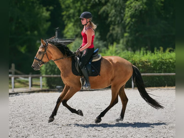 Andalusier Wallach 3 Jahre 158 cm Falbe in Neustadt (Wied)