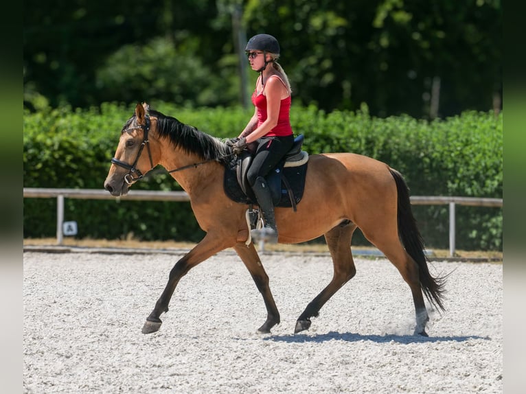 Andalusier Wallach 3 Jahre 158 cm Falbe in Neustadt (Wied)