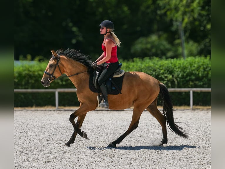 Andalusier Wallach 3 Jahre 158 cm Falbe in Neustadt (Wied)