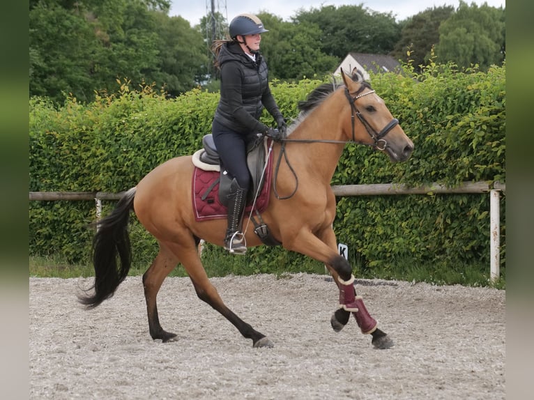 Andalusier Wallach 3 Jahre 158 cm Falbe in Neustadt (Wied)