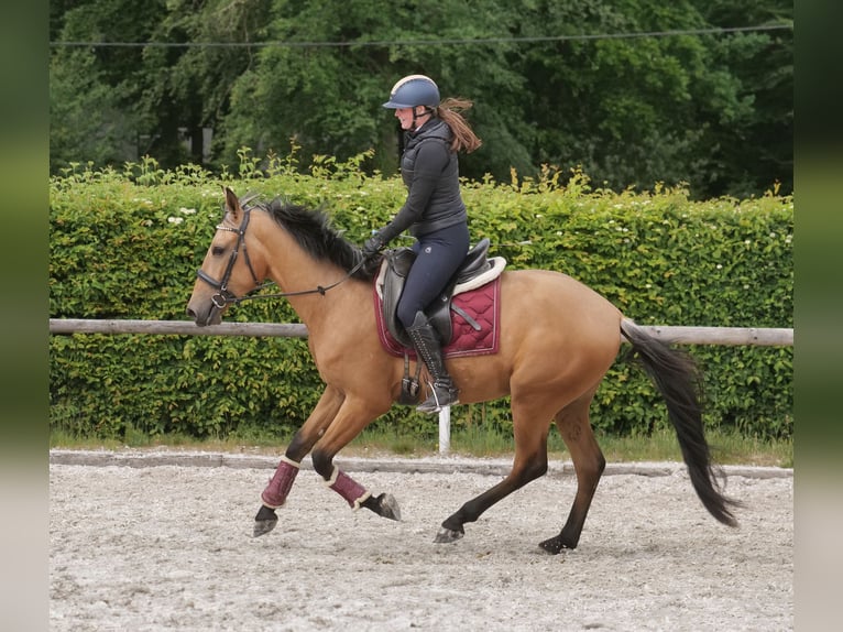 Andalusier Wallach 3 Jahre 158 cm Falbe in Neustadt (Wied)