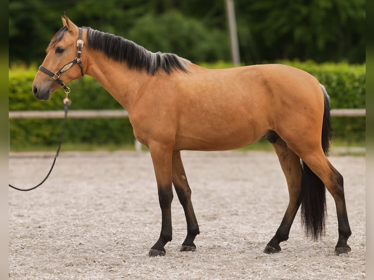 Andalusier Wallach 3 Jahre 158 cm Falbe in Neustadt (Wied)