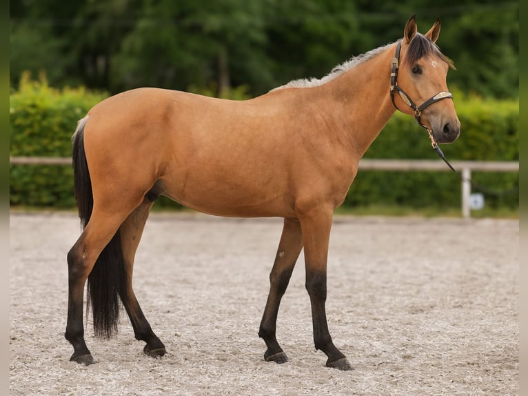 Andalusier Wallach 3 Jahre 158 cm Falbe in Neustadt (Wied)