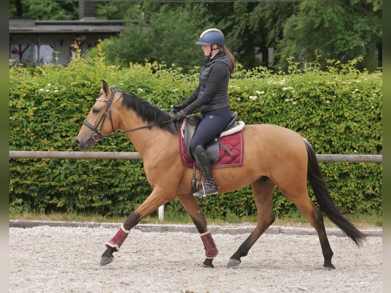 Andalusier Wallach 3 Jahre 158 cm Falbe in Neustadt (Wied)