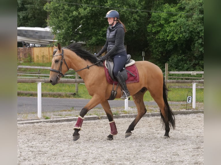 Andalusier Wallach 3 Jahre 158 cm Falbe in Neustadt (Wied)