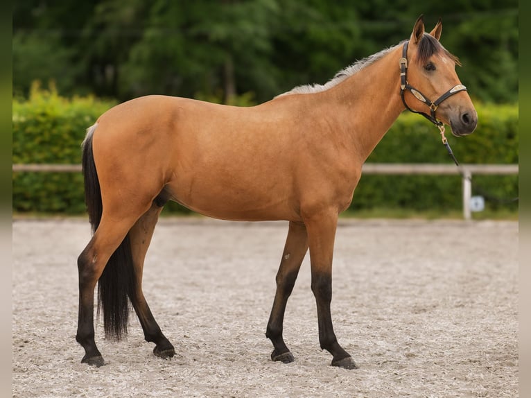 Andalusier Wallach 3 Jahre 158 cm Falbe in Neustadt (Wied)
