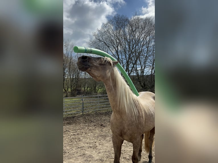 Andalusier Mix Wallach 3 Jahre 158 cm Palomino in Galenberg
