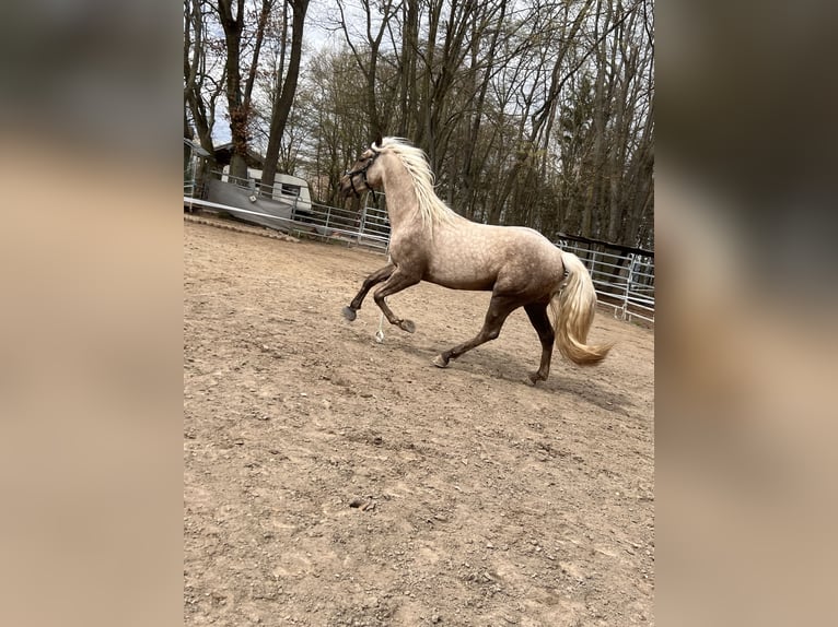 Andalusier Mix Wallach 3 Jahre 158 cm Palomino in Galenberg