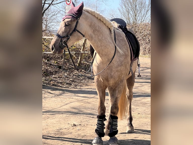 Andalusier Mix Wallach 3 Jahre 158 cm Palomino in Galenberg
