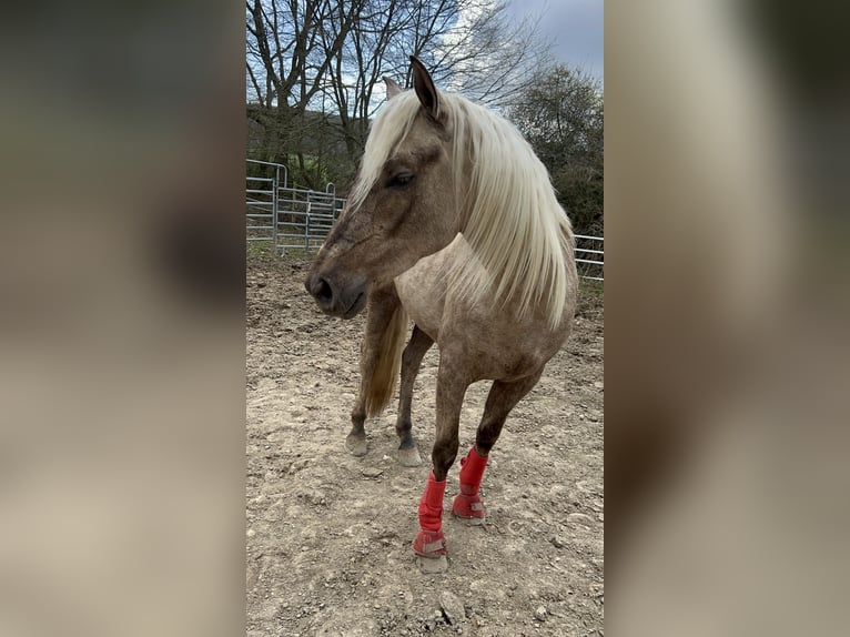 Andalusier Mix Wallach 3 Jahre 158 cm Palomino in Galenberg