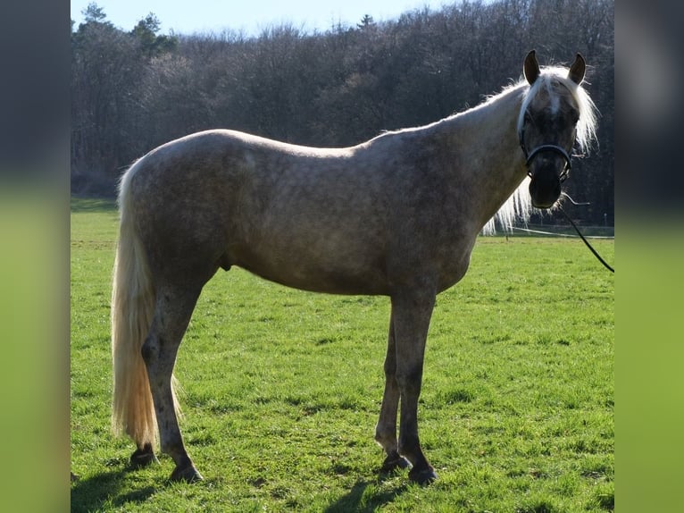 Andalusier Mix Wallach 3 Jahre 158 cm Palomino in Galenberg