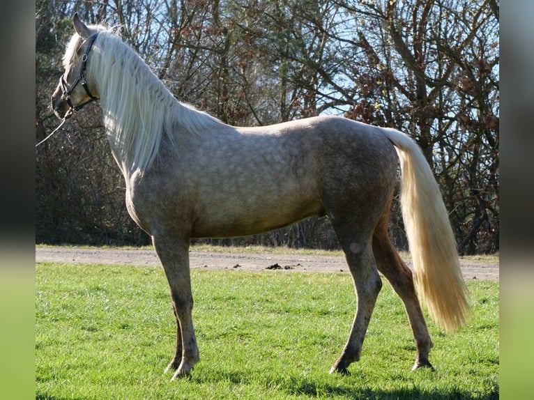 Andalusier Mix Wallach 3 Jahre 158 cm Palomino in Galenberg