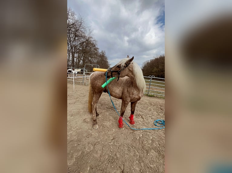 Andalusier Mix Wallach 3 Jahre 158 cm Palomino in Galenberg