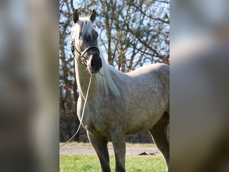 Andalusier Mix Wallach 3 Jahre 158 cm Palomino in Galenberg