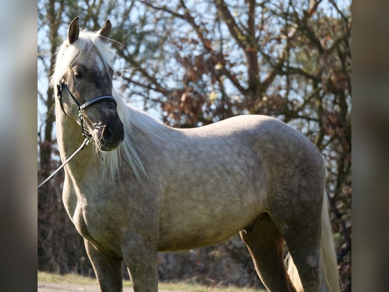 Andalusier Mix Wallach 3 Jahre 158 cm Palomino in Galenberg