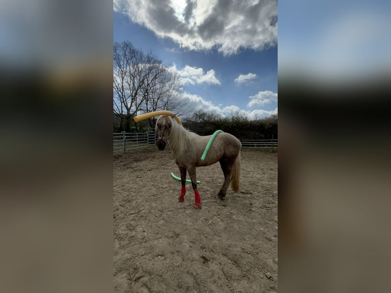 Andalusier Mix Wallach 3 Jahre 158 cm Palomino in Galenberg